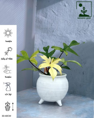 خرید گیاه آپارتمانی در قائمشهر