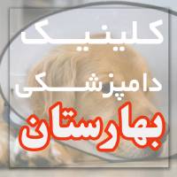 بهترین دامپزشکی و پت شاپ در ماسال گیلان با خدمات کامل حیوانات خانگی