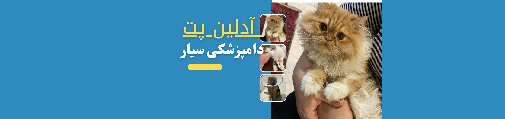 دامپزشکی سیار در جنوب تهران پزشکی و سلامت دامپزشکی سیار در جنوب تهران پزشکی و سلامت