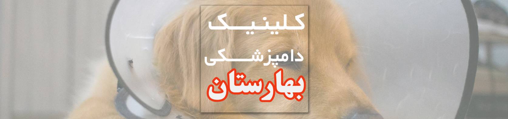 بهترین دامپزشکی و پت شاپ در ماسال گیلان با خدمات کامل حیوانات خانگی کلینیک دامپزشکی بهترین دامپزشکی و پت شاپ در ماسال گیلان با خدمات کامل حیوانات خانگی کلینیک دامپزشکی