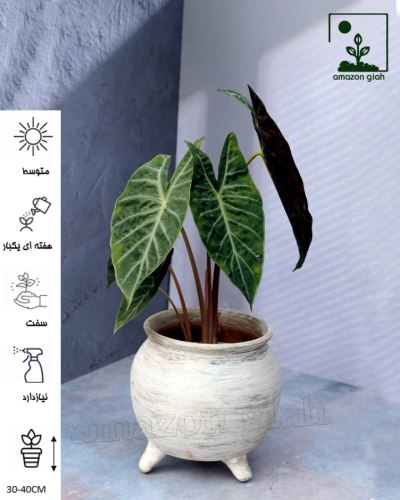 لوگوی گلخونه آمازون